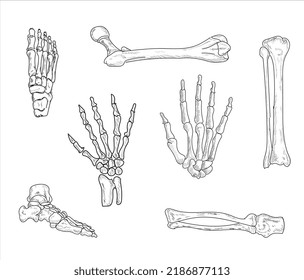 Human Joints And Body Parts Bone Icons Sketch