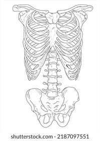 Human joints and body parts bone icons sketch