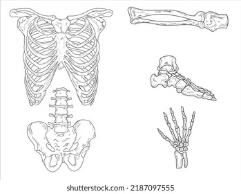 Human Joints And Body Parts Bone Icons Sketch
