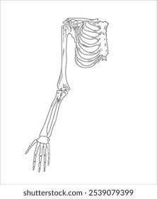 Human joints and body parts bone icons sketch	