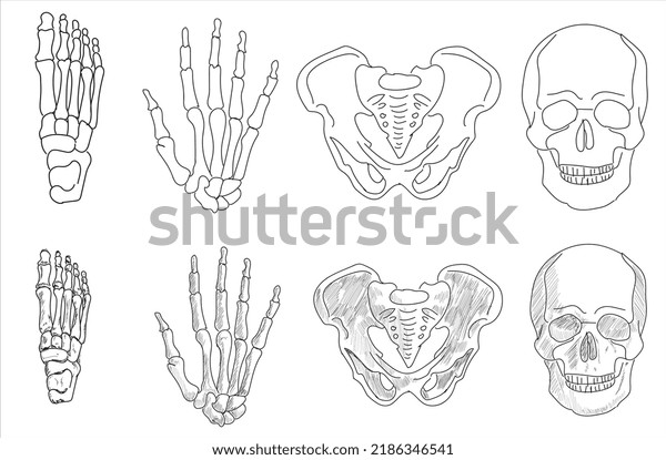 Human Joints Body Parts Bone Icons Stock Vector (Royalty Free ...