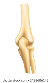 Human joints vector icons for orthopedics and surgery medical design. Vector isolated icon of leg knee or arm and hand joints with cartilage synovial fluid for orthopedics treatment medicine