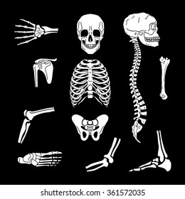 Human joints vector set. Orthopedic and spine symbols. Elbow and knee, wrist and rehabilitation, hand and backbone illustration. Isolated