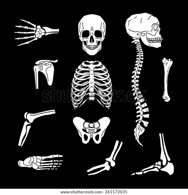 Human Joints Vector Set Orthopedic Spine Stock Vector (Royalty Free ...