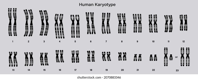 Human karyotype. Chromome structure. Male and Female. Biological study.
