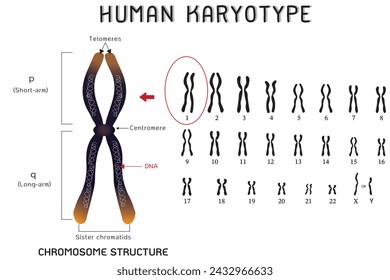 Human karyotype and chromosome structure.  