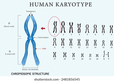 Human karyotype and chromosome structure