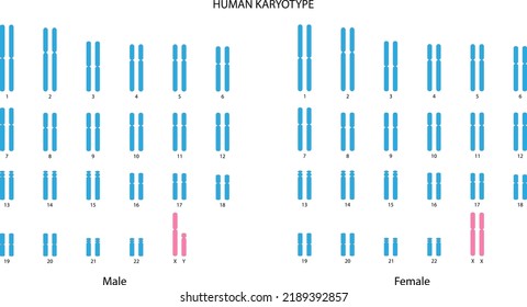 Human Karyotype (male And Female)	