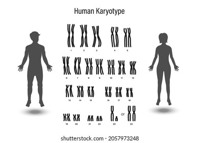 Human karyotype. Male and Female chromosome. Biological study