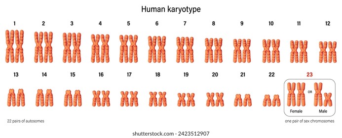 Menschlicher Karyotypvektor. Chromosomenstruktur. Autosomen und Sexchromosomen. Männer und Frauen.