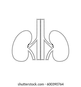 Human kiddneys sign. Vector. Black dotted icon on white background. Isolated.