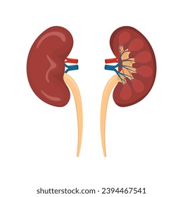 Human kidney anatomical internal structure vector illustration