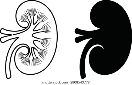 Human kidney anatomical silhouette and vector illustration