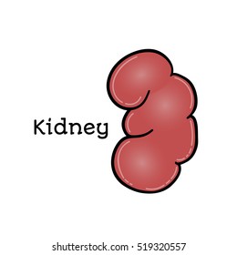 Human kidney, anatomical vector illustration isolated on white background. Healthy human kidney, abdominal organ, anatomical illustration, physiology, healthcare