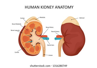 Human kidney anatomy