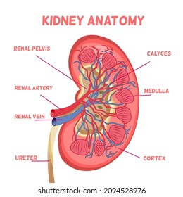 A Human Kidney Anatomy, Details Of Each Part Of Kidney, Pelvis, Artery, Cortex, Vein