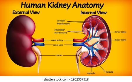 Human kidney anatomy diagram illustration