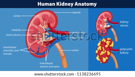 Human kidney anatomy diagram illustration Stock photo © 