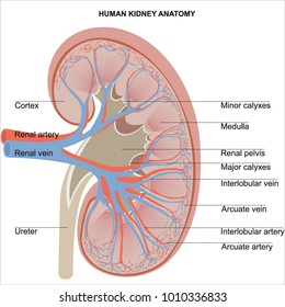 Human kidney anatomy diagram for student dissertation