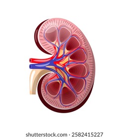 Human kidney anatomy freehand drawing. Isolate on a white background. Vector illustration.