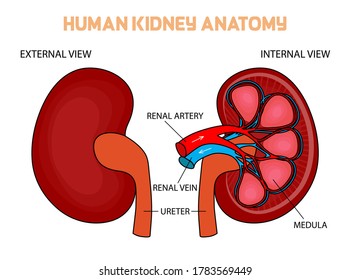 Human kidney anatomy illustration. Vector.