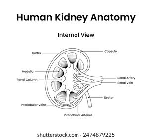 Human kidney anatomy internal view in line style