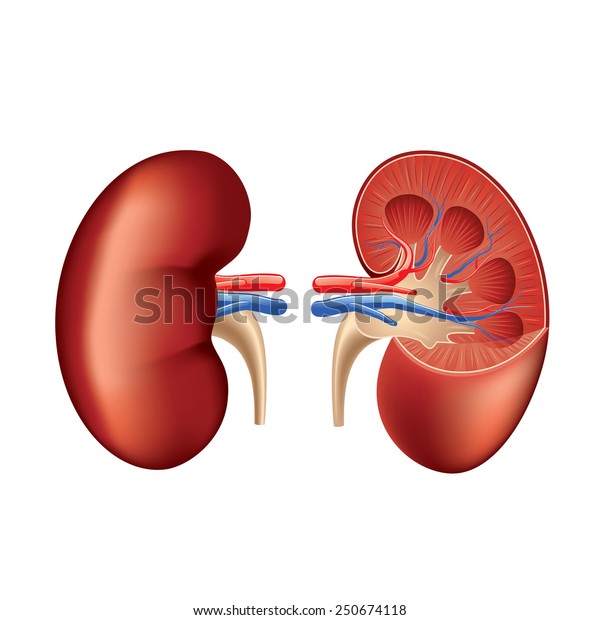 human kidney dissection