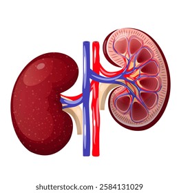 Human kidney anatomy. National Kindey Month. Isolate on a white background. Vector illustration.