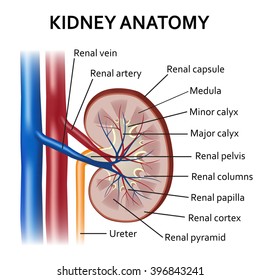 Human Kidney Anatomy On The White Background.