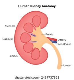 Diagrama de Ilustración vectorial de diseño de Ciencia de anatomía renal humana