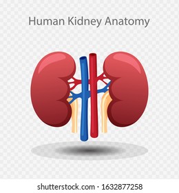 Human Kidney Anatomy, Vector Illustration