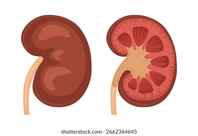 Rim humano. Anatomia renal. Ilustração vetorial isolada sobre fundo branco.