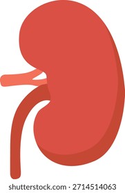 Ilustración vectorial de anatomía renal humana