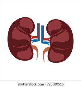 Human kidney anatomy  vector illustration