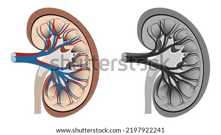 Human Kidney Anatomy Vector Image Stock photo © 