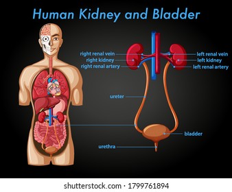 Human kidney and bladder illustration