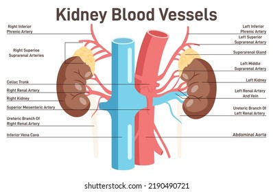 Human Kidney Blood Vessels Anatomy. Healthy Internal Organ And Blood Supply, Artery And Vein. Anatomy Of Human Body, Excretory System Studying. Flat Vector Illustration