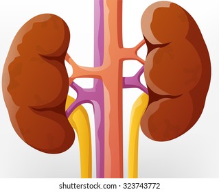 Human kidney cartoon illustration