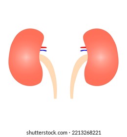 Human kidney in cartoon style. Vector illustration. stock image. 