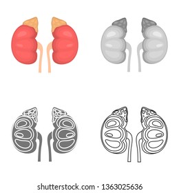 Human kidney color flat, line, simple and monochrome icon set