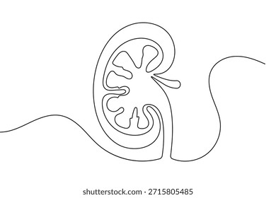 Dibujo continuo de una línea de riñón humano y Ilustración vectorial de contorno aislada de estilo minimalista
