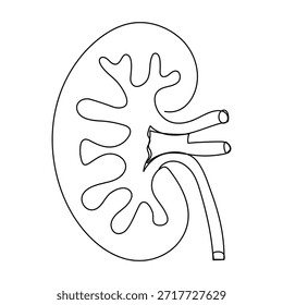 Human kidney continuous one line drawing vector illustration continuous line drawing of kidney logo type