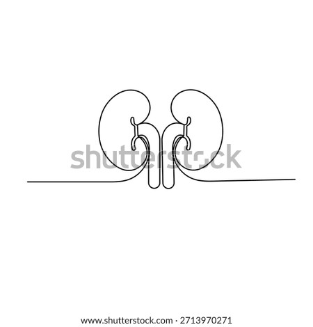 Human kidney continuous one line drawing minimalist outline vector illustration
