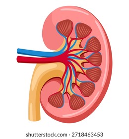 Diseño plano de ilustración de sección transversal de riñón humano 