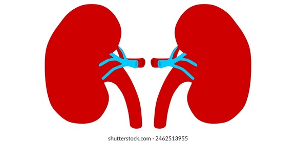 Human kidney cross section on scientific background.