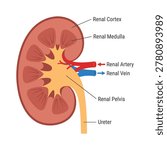 Human kidney cross section showing renal cortex, medulla, artery, vein, pelvis, and ureter used in nephrology education and healthcare presentations