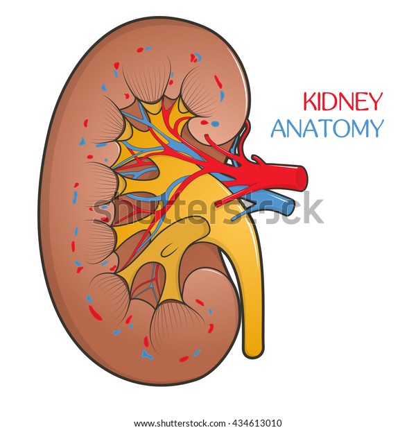 Human Kidney Cut Body Anatomy Schematic Stock Vector (Royalty Free ...