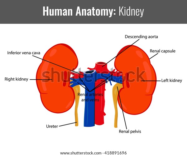 Human Kidney Detailed Anatomy Vector Medical Stock Vector (Royalty Free ...