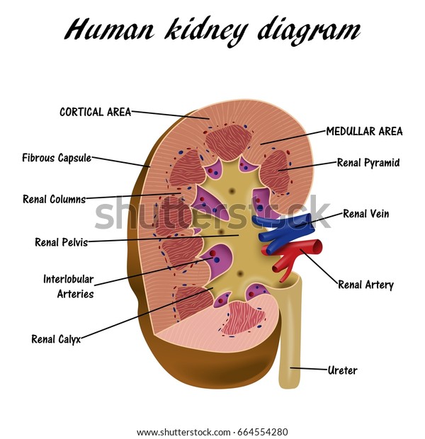 Human Kidney Diagram Stock Vector (Royalty Free) 664554280