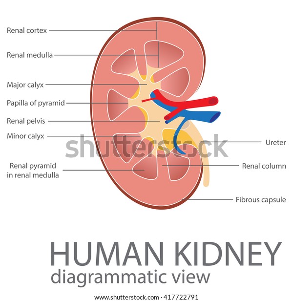 human kidney. diagrammatic view. vector format illustration
